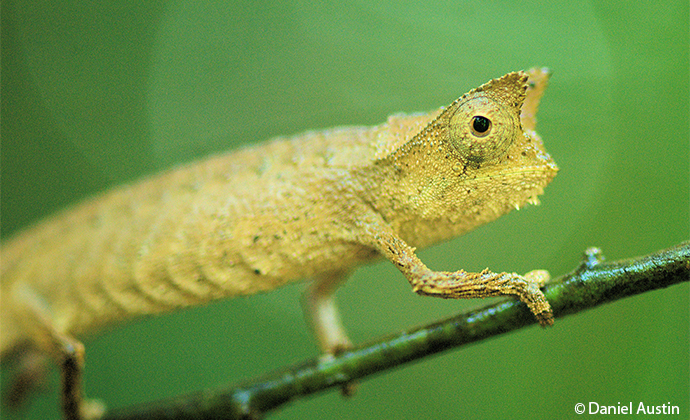 Stump-tailed chameleon Madagascar by Daniel Austin