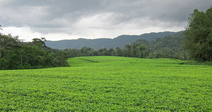 Tea plantation Rwanda by letusgophoto