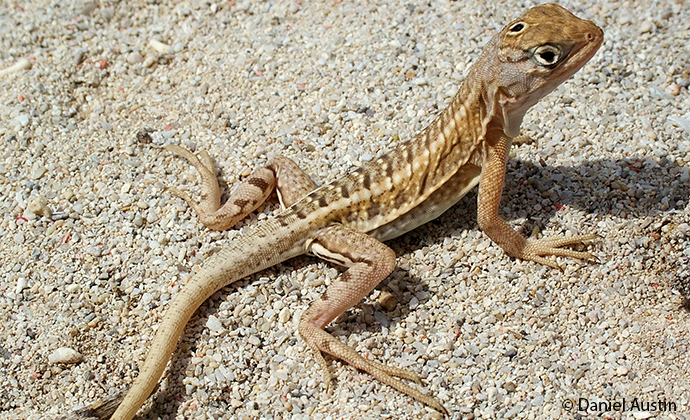 Three-eyed lizard Madagascar by Daniel Austin