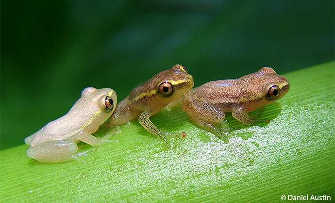 trio of Madagascae reed frogs Madagascar by Daniel Austin