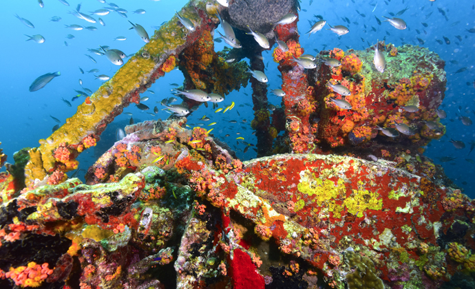 Veronica L wreck Grenada by Scott Bennett