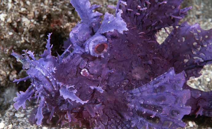 Weedy scorpionfish Ambon Indonesia by Scott Bennett