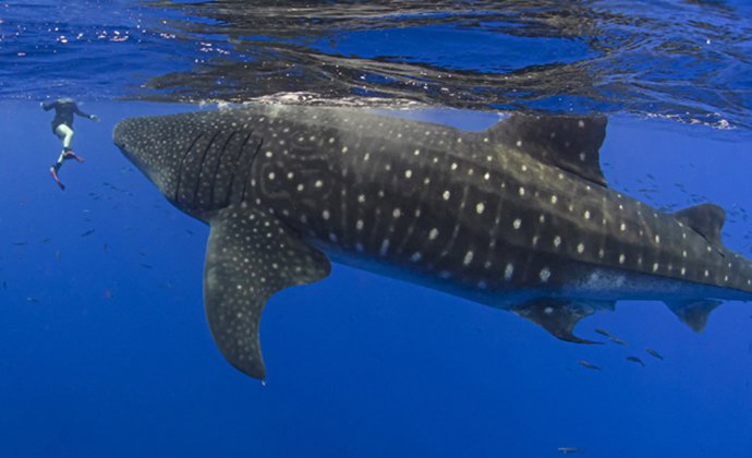 Whale shark St Helena by Scott Bennett