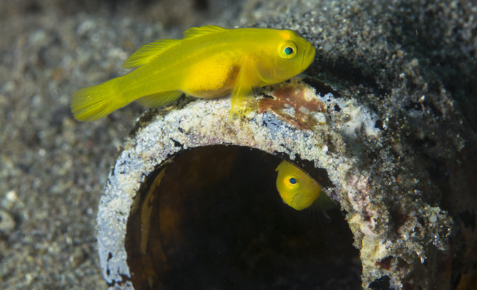 Yellow gobies Anilao Philippines by Scott Bennett