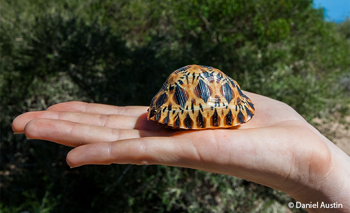 young radiated tortoise Madagascar by Daniel Austin