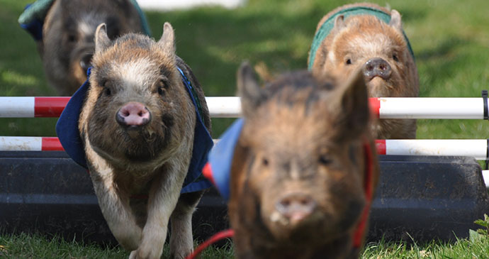 Pigs at Pennywell Farm Devon by Pennywell Farm