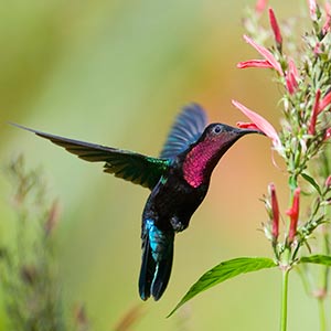 Purple throated Carib © Saint Lucia Tourist Board