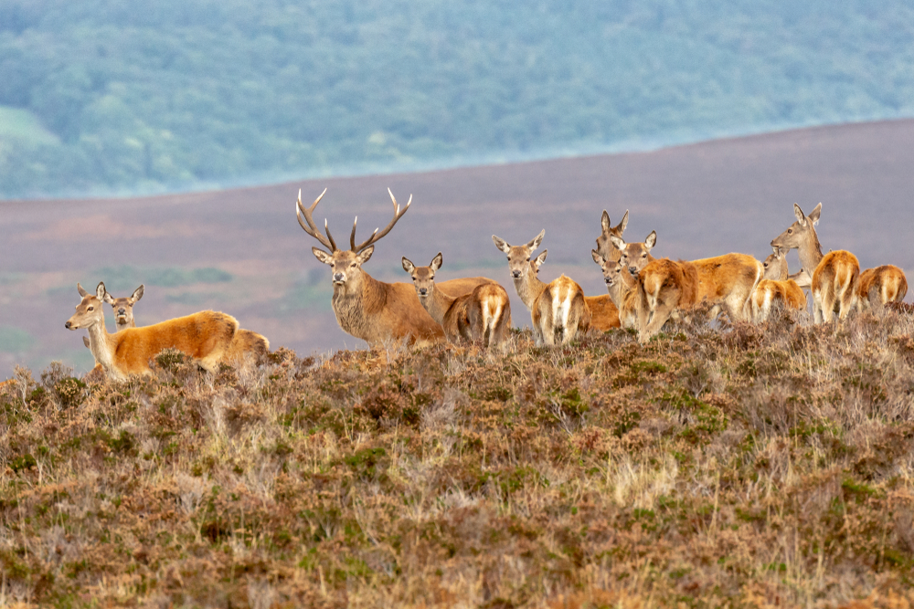 red deer