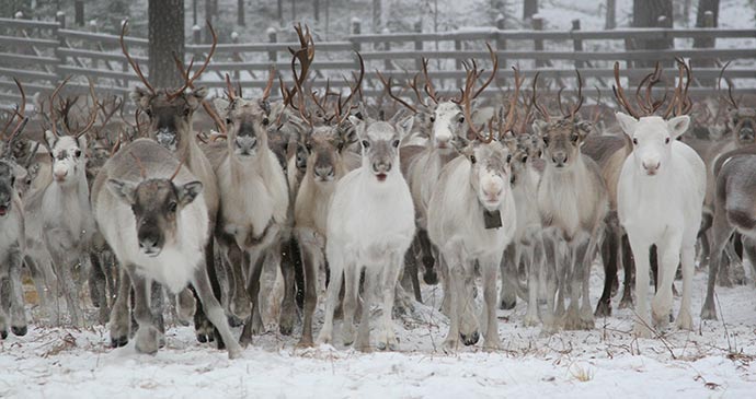 © Rovaniemi Tourism & Marketing