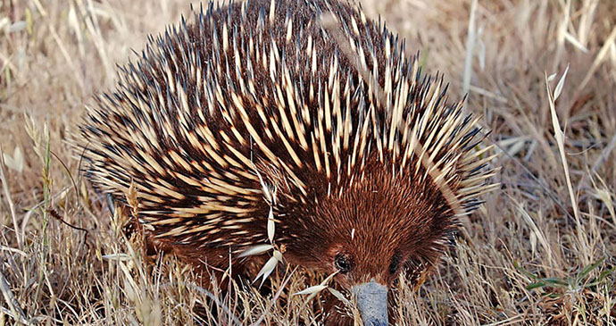 Short-beaked echidna by Fir0002, Wikimedia Commons